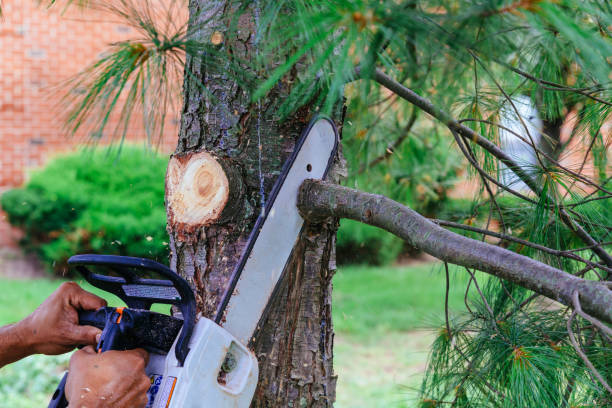 Why Choose Our Tree Removal Services in Blountville, TN?